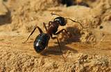 Photos of Black Carpenter Ants In House