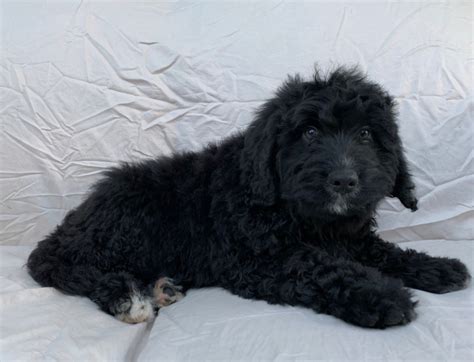 We are now offering older, trained goldendoodle and bernedoodle puppies!!! Bernedoodle Puppies For Sale | Berlin, NJ #322585