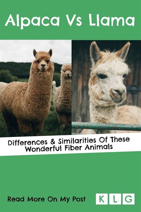 Alpaca Vs Llama 11 Differences Of Alpacas And Llamas W Pics