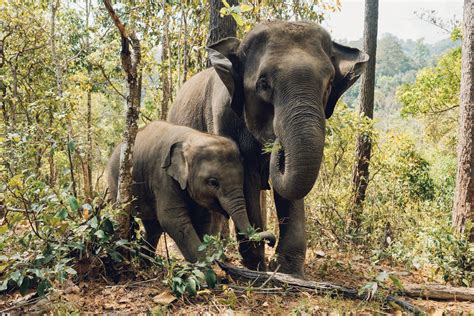 Thailand Best Elephant Sanctuary In Your Destination