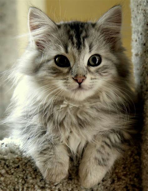 Siberian Kitten