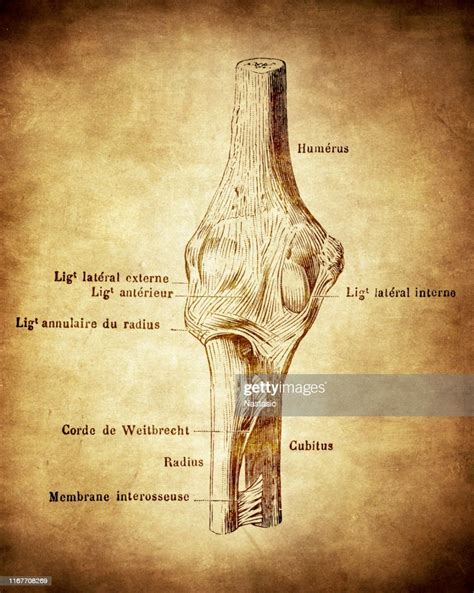 Ligaments Of The Elbow Joint High Res Vector Graphic Getty Images