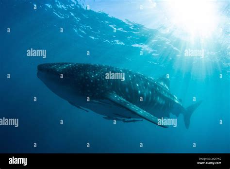 Adult Whale Shark Rhincodon Typus Underwater On Ningaloo Reef