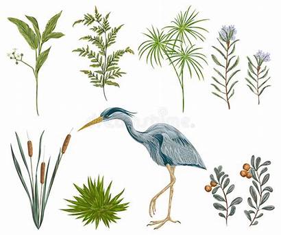 Flora Swamp Plants Marsh Fauna Bird Heron