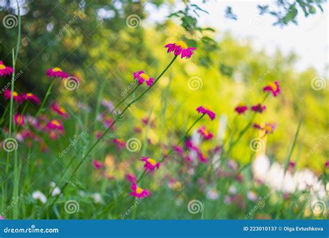 Bright Pink Flowers Among The Greenery And Trees Summer Flower
