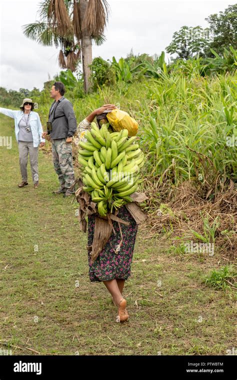 Puerto Miguel Peru South America Elderly Woman Carrying A Batch Of
