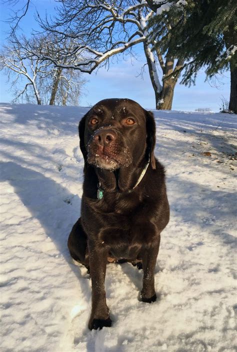1181 Best Images About Chocolate Labs On Pinterest Lab