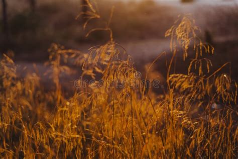 Sunset In The Forest During Golden Hour Beautiful Nature Close Up