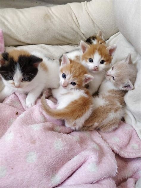 Kittens For Sale In Perry Barr West Midlands Gumtree