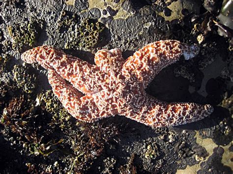 Starfish Dying From Mysterious Wasting Disease Off The West Coast