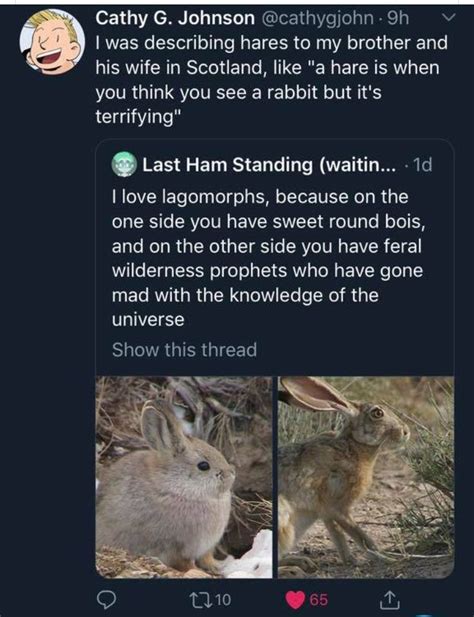 Rabbit Vs Hare Funny Pix Stupid Funny Memes Fun Facts