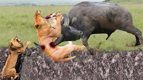 Mother Buffalo Attacks Lion Very Hard To Save Her Baby Wild Animals