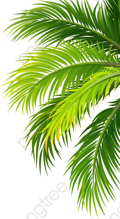 If you like, you can download pictures in icon format or directly in png image format. Leaves, Coco, Coconut, Trees PNG Transparent Clipart Image ...