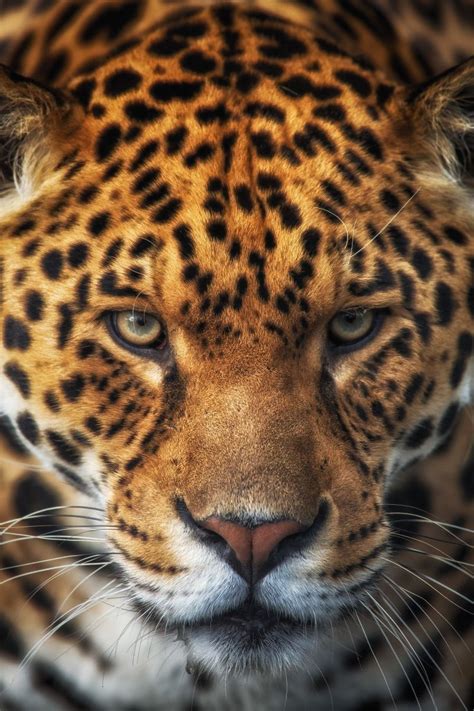 Big Cats Cute Cats Jaguar Wallpaper Jaguar Animal Wildlife Day