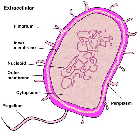 Illustration To Show The 8 Subcellular Locations Of Gram Negative