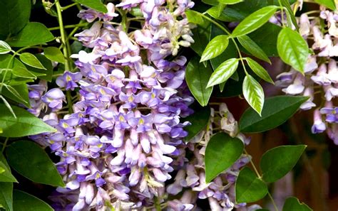 The Best Wisteria To Plant For Beautiful Spring Blooms