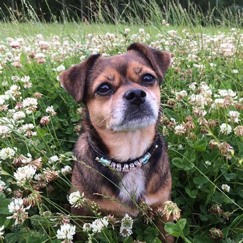 20 Irresistibly Cute Photos Of Mixed Breed Dogs
