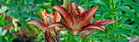 Grow Hardy Lilies For Fragrant Blooms Summer To Fall Melinda Myers
