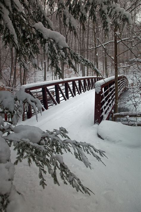 Wildlife Center Bridge Snowy Pine Tree Structures Free Nature