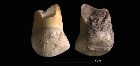 Neanderthal Childs Tooth Discovered In Italy Archaeology Magazine