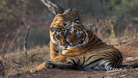 Tiger Safari In India 11 Best Tiger Safaris Destinations India