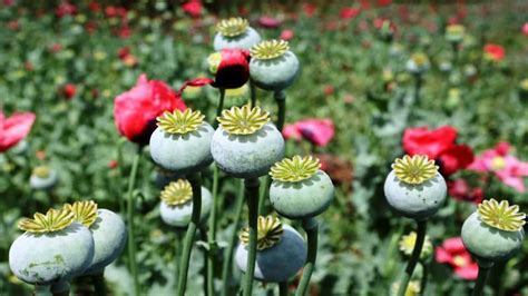 17 Interesting Facts About Opium Ohfact