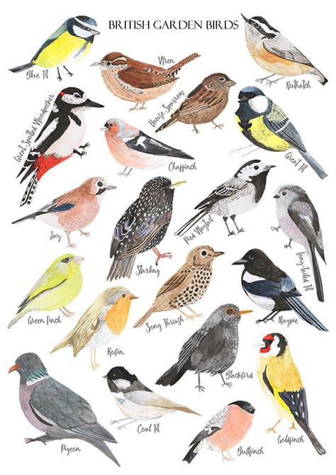 British Birds Print Watercolour Art Print British Nature Etsy Uk