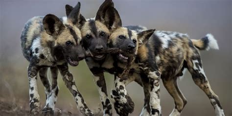Browse below for more information and pictures of each wild dog. African Wild Dog: A Guide ️To Painted Dogs O️f Africa ️