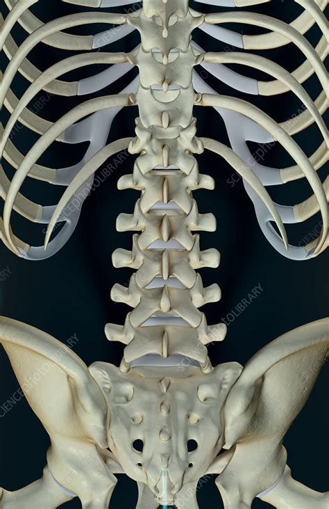 Back Anatomy Bones