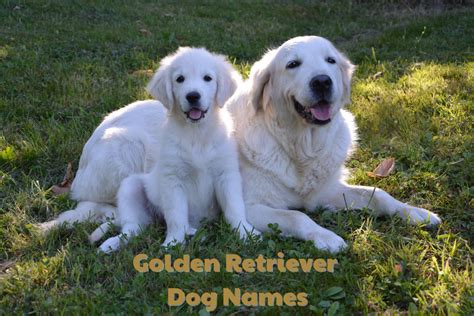 250 Golden Retriever Dog Names With Meanings Pethelpful