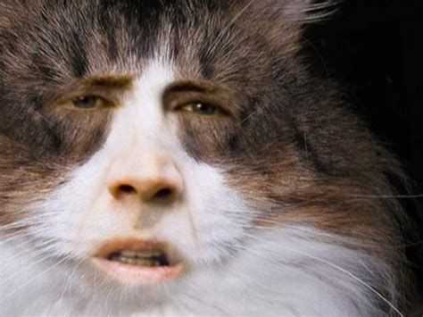 Cats With Nicolas Cages Face 21 Pics