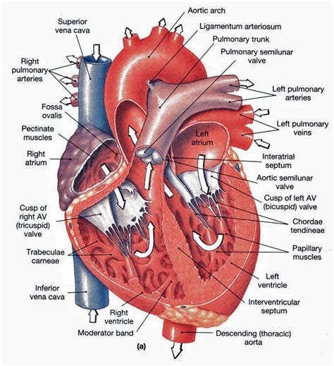 Blood flows from the capillaries into very small veins called venules, then into the veins that lead back to the heart. Heart Anatomy: chambers, valves and vessels : Anatomy ...