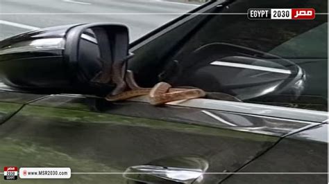 واقعة مرعبة تسلل ثعبان لسيارة سيدة أثناء قيادتها فيديو المنوعات مصر 2030