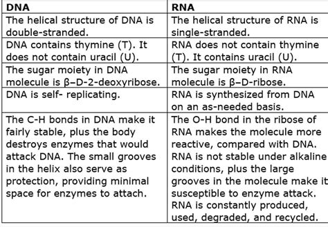 Difference Between Dna And Rna