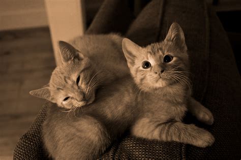 Puppies and kittens that are ill, newly adopted, have compromised or immature immune systems are more prone to the parasite. Coccidia treatment for cats | eHow UK