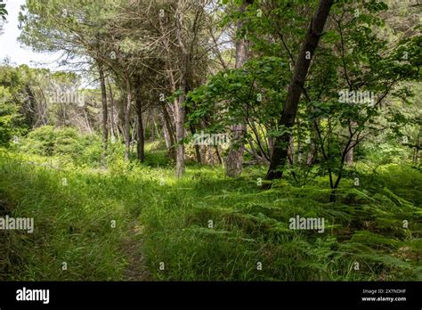 "Nature’s hidden gem lies deep in the forest, a world of green waiting