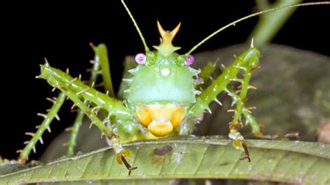 Bbc Earth Weird Animals Of The Andean Cloud Forests