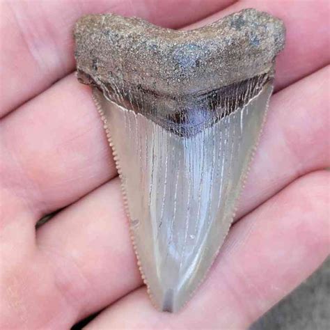 Stcom2 5 1000s Of Real Fossil Megalodon Shark Teeth For Sale Found By