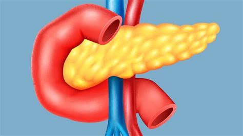 A Labeled Diagram Of The Pancreas Stock Illustration Download Image Now