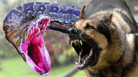 Most Amazing Wild Animal Attacks2016 Top 10 Craziest Animal Fights
