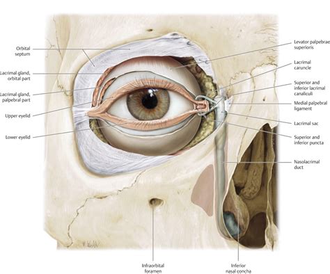 1 Anatomy Of The Eyelids Orbit And Lacrimal System Ento Key