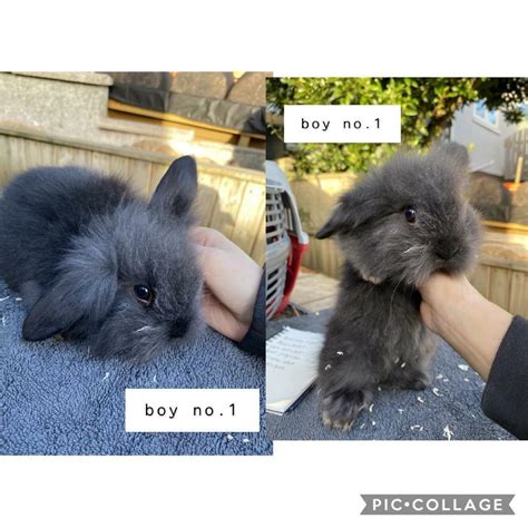 English Spot X Lionheads Rabbits For Sale In Risca Newport Gumtree