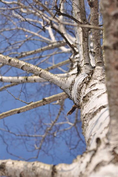 Tree Birch The Bark Branch Plant Tree Trunk Trunk Low Angle View