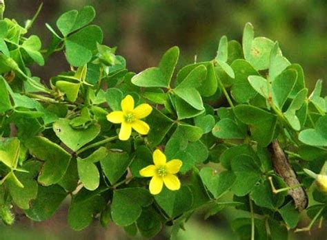 13 Common Edible Weeds That Are Nutritious Defiel Prepper Website