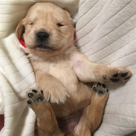 Find cute english golden retrievers, golden retriever puppies, dogs, and breeders at vip puppies. Golden Retriever Puppies For Sale | Beaver Falls, PA #286477