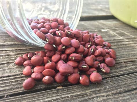 Southern Pea Red Cowpea Southern Acclimated Brim Seed Co