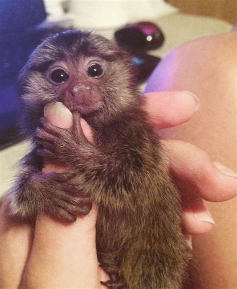 How Big Do Baby Capuchin Monkeys Grow Peepsburgh