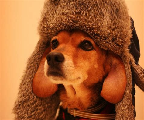 Pictures Of Dogs In Hats Popsugar Pets