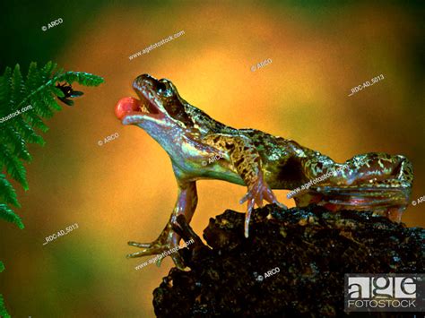 Edible Frog Catching Fly Rana Esculenta Stock Photo Picture And