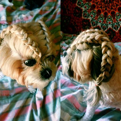 When I Get A Dog He Or She Is Getting Doggy Braids Just Like This